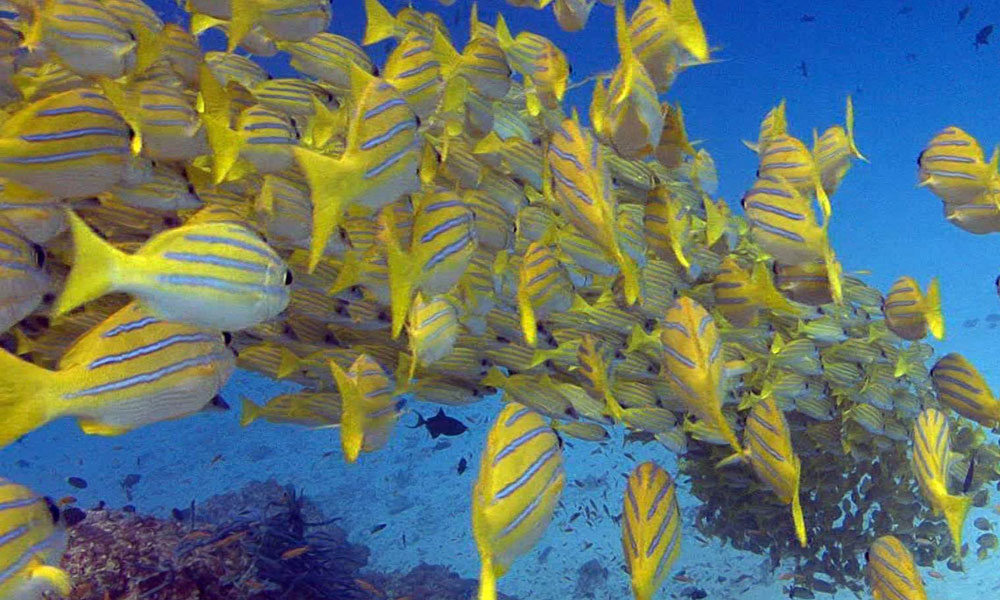 Diving Holiday
