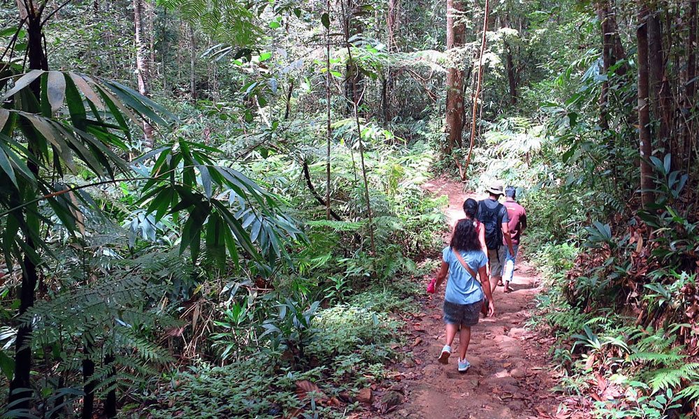 Rain Forest Exploration