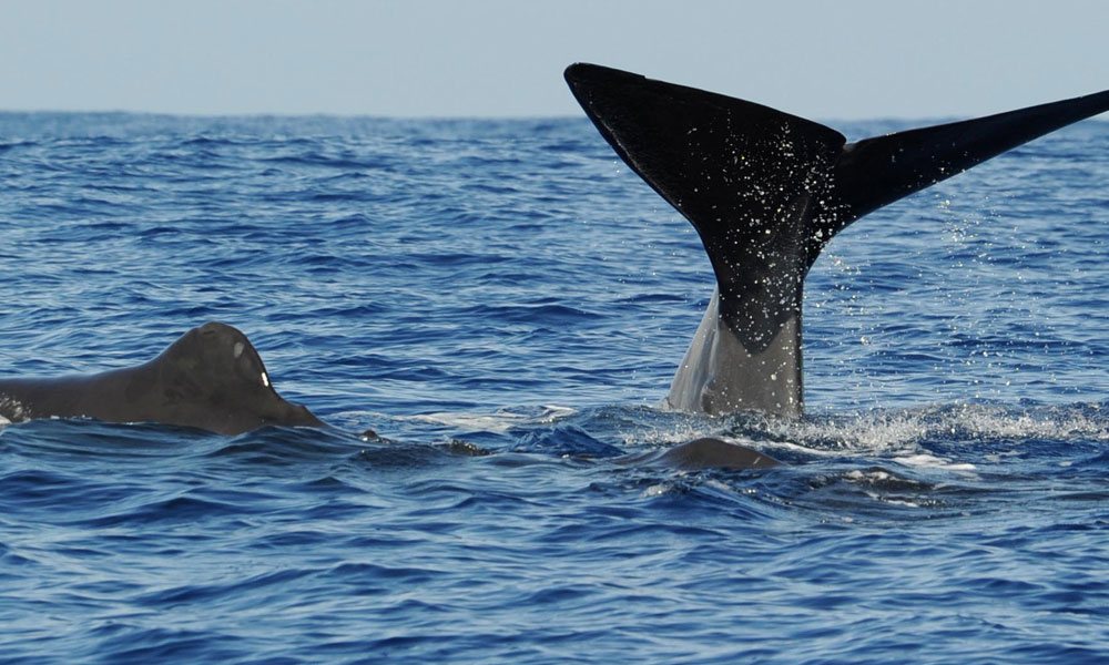 Whale and Dolphin Watching